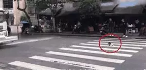 深夜救下的臨危流浪狗竟是自己丟失半年愛寵,女子泣不成聲……