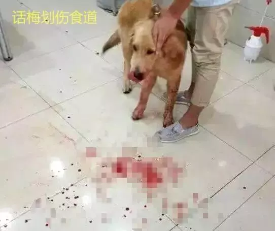 隨手扔的小東西以及每天接觸的地板,可能都是殺死狗狗的罪魁禍首