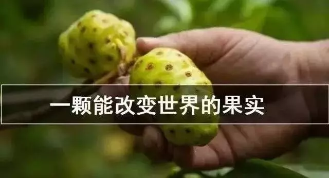 諾麗果含有哪些「神奇」成分,可以有那麼多保健功能?