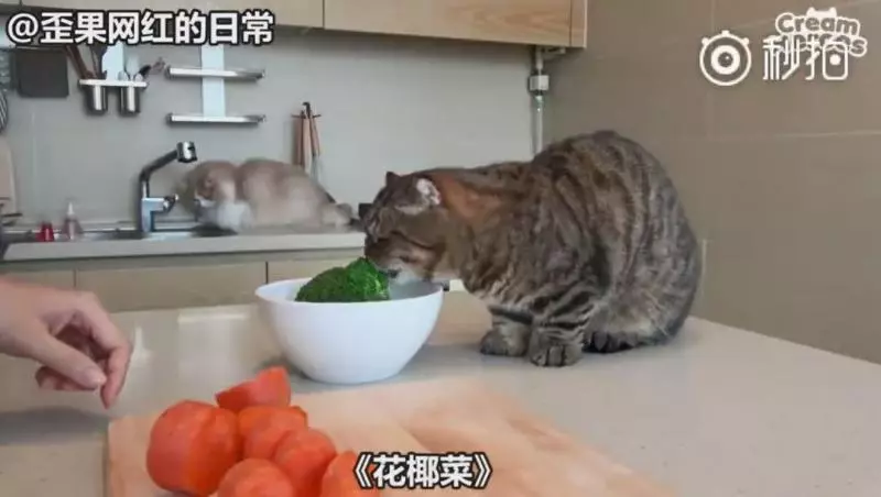【影】喵星人「蔬菜水果都不挑」　連「別只貓的藥」都搶來吃：養到一隻豬？