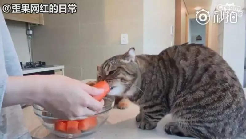 【影】喵星人「蔬菜水果都不挑」　連「別只貓的藥」都搶來吃：養到一隻豬？