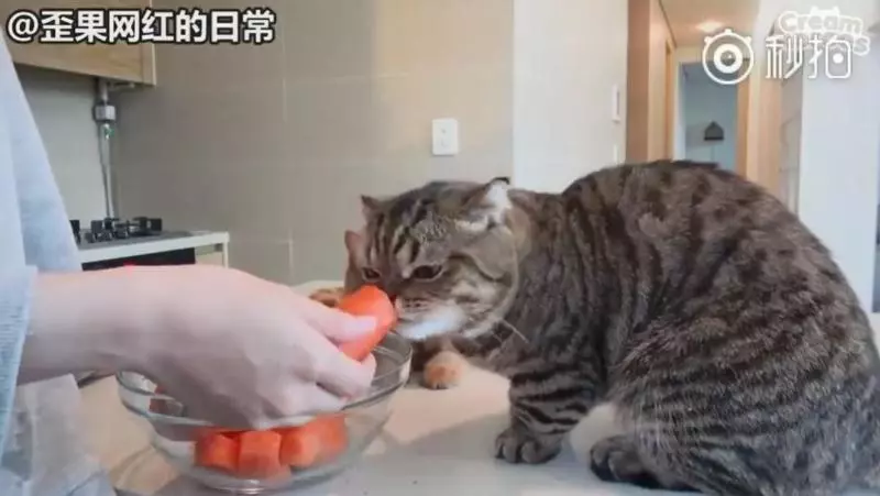 【影】喵星人「蔬菜水果都不挑」　連「別只貓的藥」都搶來吃：養到一隻豬？