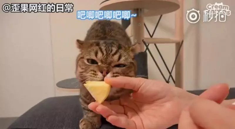 【影】喵星人「蔬菜水果都不挑」　連「別只貓的藥」都搶來吃：養到一隻豬？