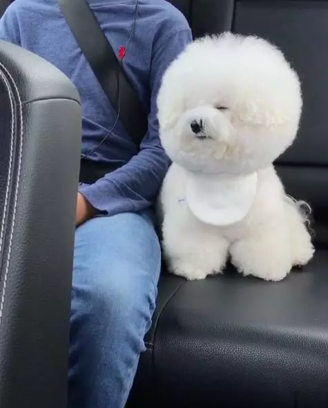 車程太久超解high　小比熊眼皮撐不住狂度估：還沒到嗎？