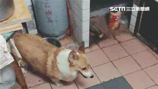 北市情侶燒炭雙亡 沒封膠帶愛犬獨活