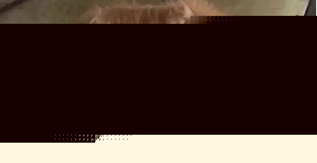 有那麼一群人靠著狗發財,養一個扔一個從不心疼……