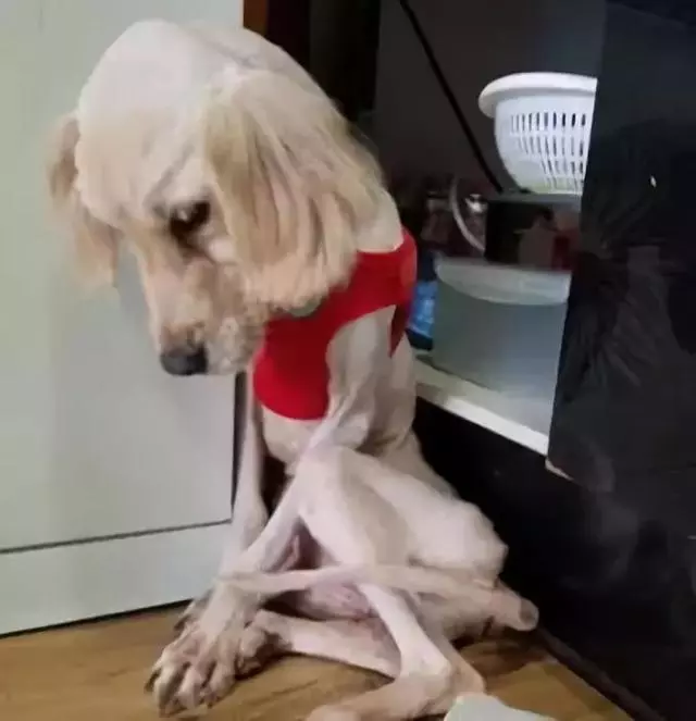 有那麼一群人靠著狗發財,養一個扔一個從不心疼……