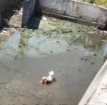 有那麼一群人靠著狗發財,養一個扔一個從不心疼……