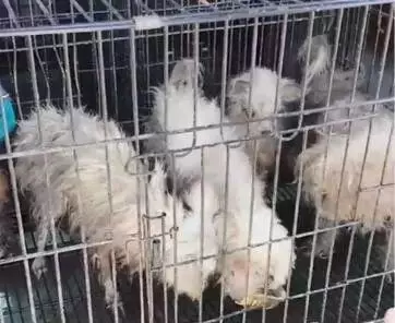 有那麼一群人靠著狗發財,養一個扔一個從不心疼……