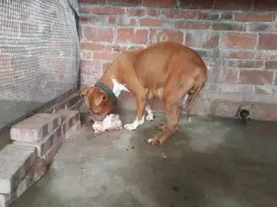 有那麼一群人靠著狗發財,養一個扔一個從不心疼……