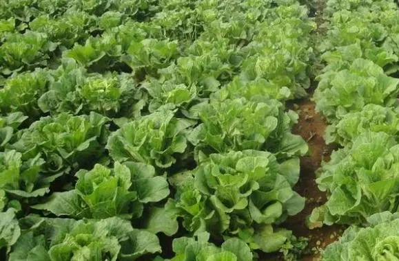 白菜高產很簡單,只要注意以下幾點,管理起來非常輕鬆