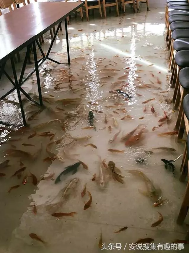 請注意不要踩到魚!越南獨特的水族館餐廳