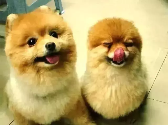 真搞不懂狗狗之間的感情!都親密成這樣了?