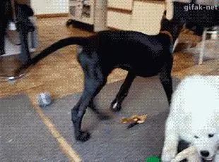 真搞不懂狗狗之間的感情!都親密成這樣了?