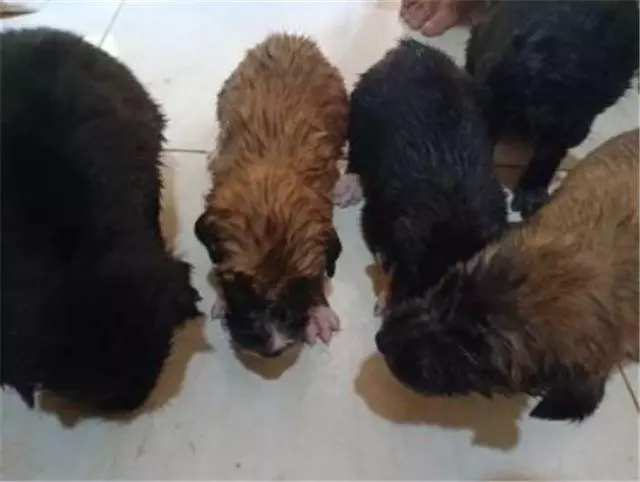 如果一個男人願意把愛給小動物,那他一定不可能是渣男