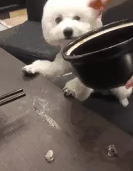 花樣偷吃的一百種方式,真的要被狗子蠢哭了