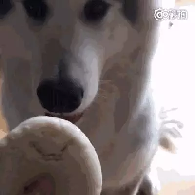 花樣偷吃的一百種方式,真的要被狗子蠢哭了