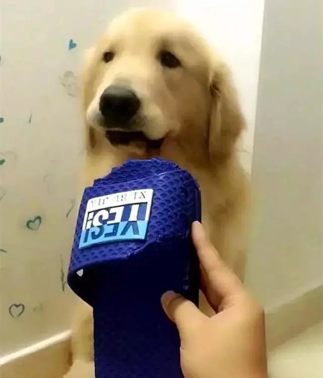 看到你們家的狗也這麼氣人,我就放心啦
