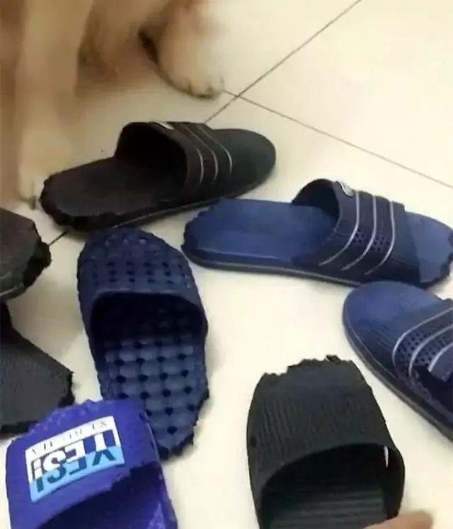 看到你們家的狗也這麼氣人,我就放心啦