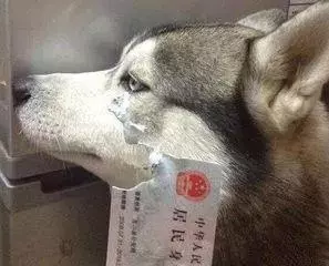 看到你們家的狗也這麼氣人,我就放心啦