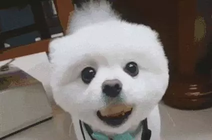 看到你們家的狗也這麼氣人,我就放心啦