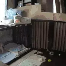 看到你們家的狗也這麼氣人,我就放心啦