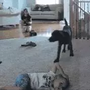 看到你們家的狗也這麼氣人,我就放心啦