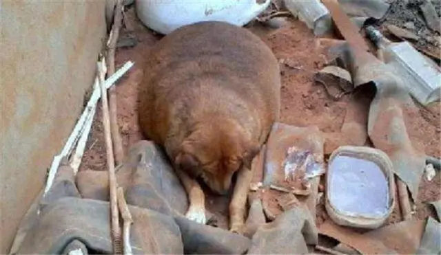 你確定你是流浪狗,可看體形真的不像啊