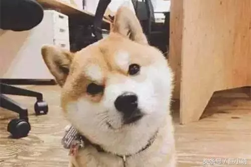 你以為狗狗在歪頭賣萌?其實它是在求助,讓狗狗側頭的原因大盤點