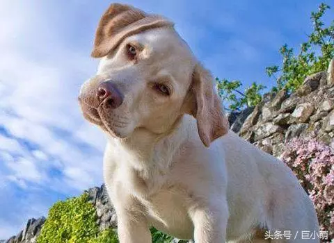 你以為狗狗在歪頭賣萌?其實它是在求助,讓狗狗側頭的原因大盤點