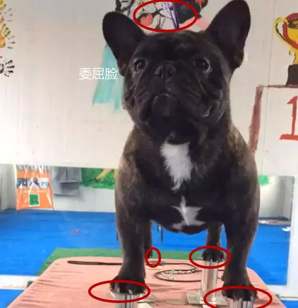 心疼!主人為訓練鬥牛犬,竟吊起狗狗的脖子並讓它站立在鋼管上