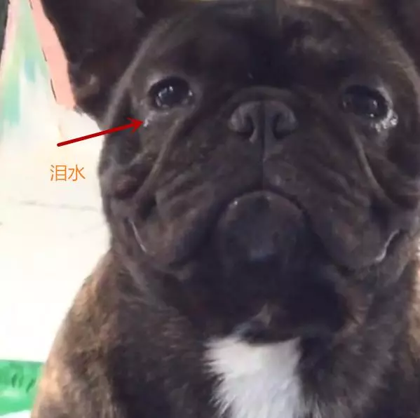 心疼!主人為訓練鬥牛犬,竟吊起狗狗的脖子並讓它站立在鋼管上