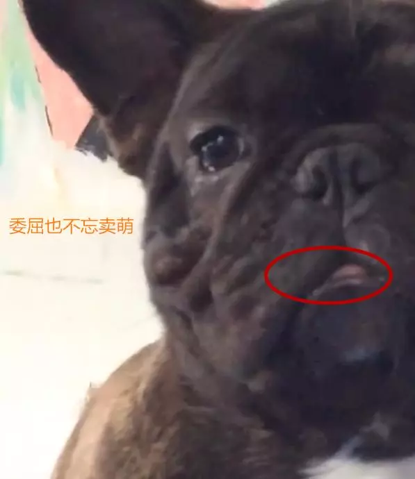 心疼!主人為訓練鬥牛犬,竟吊起狗狗的脖子並讓它站立在鋼管上