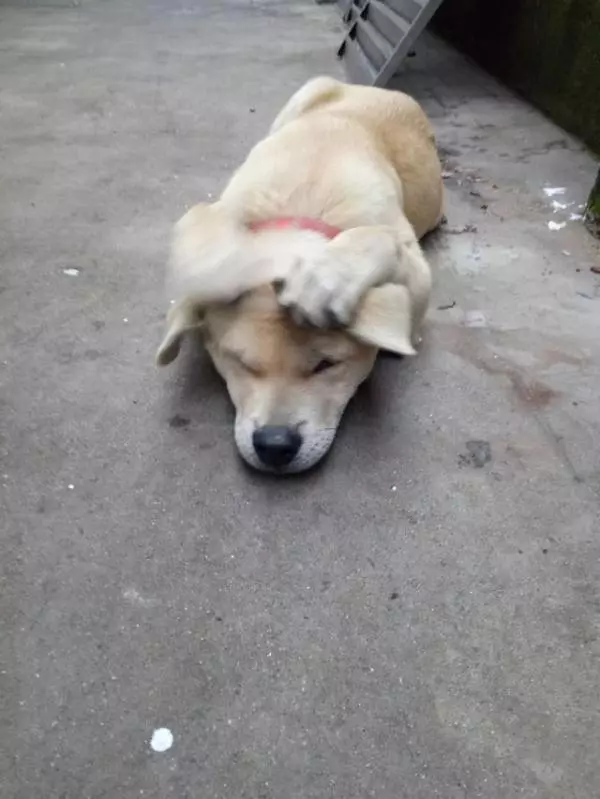 小土狗犯了錯,主人準備打它,小傢伙表現讓人心疼