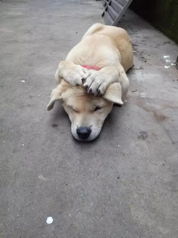 小土狗犯了錯,主人準備打它,小傢伙表現讓人心疼
