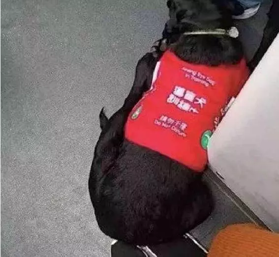 導盲犬太累了!靠著乘客的腳睡覺,乘客的做法超暖心