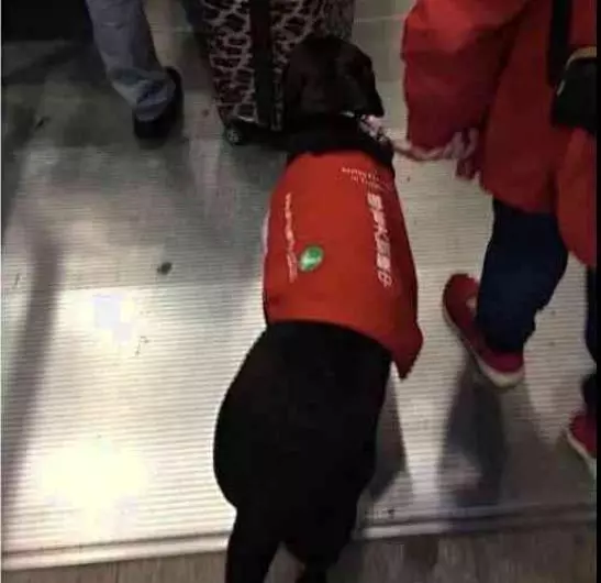 導盲犬太累了!靠著乘客的腳睡覺,乘客的做法超暖心