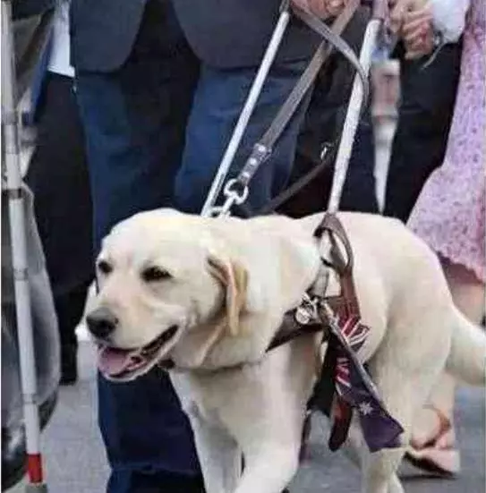 導盲犬太累了!靠著乘客的腳睡覺,乘客的做法超暖心