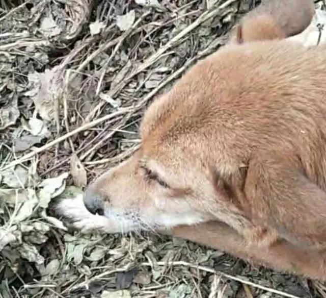 十幾年的土狗不見了,重新找回時,狗狗:主人走吧不想讓你難過