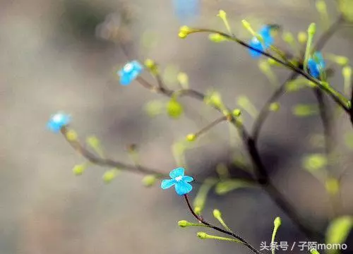 去小叔子婚禮的路上,收到婆婆一條語音,聽完後我和老公去民政局