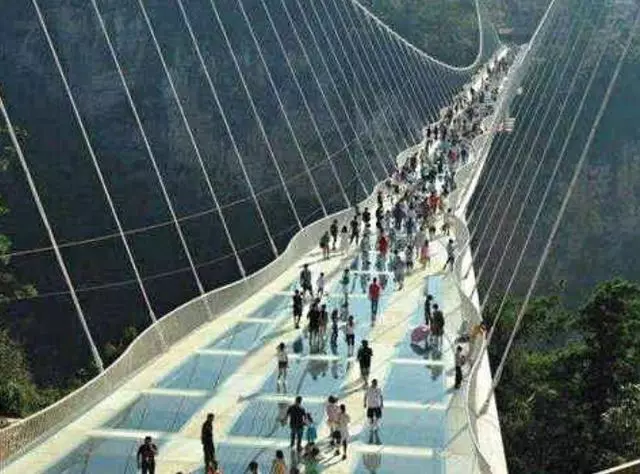 哈士奇不聽話,被主人帶到玻璃橋,二哈秒慫趴地:我錯了