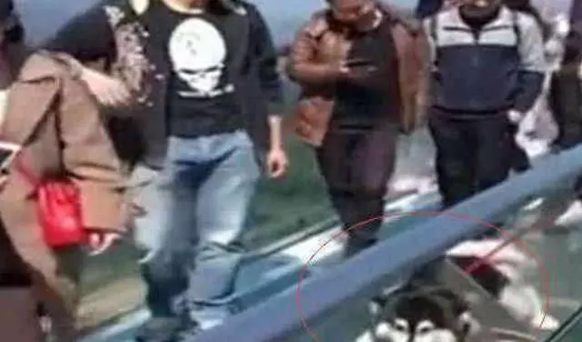 哈士奇不聽話,被主人帶到玻璃橋,二哈秒慫趴地:我錯了