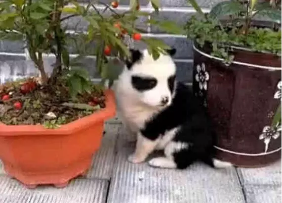 狗狗意外懷孕,生下一隻熊貓狗,狗:我也是國寶了