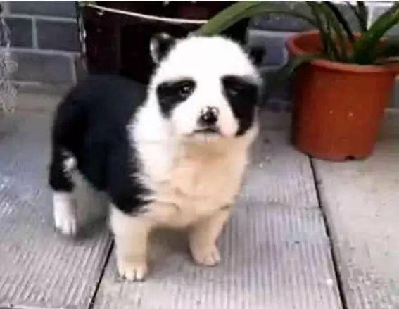 狗狗意外懷孕,生下一隻熊貓狗,狗:我也是國寶了