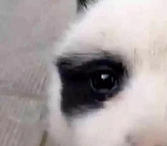 狗狗意外懷孕,生下一隻熊貓狗,狗:我也是國寶了