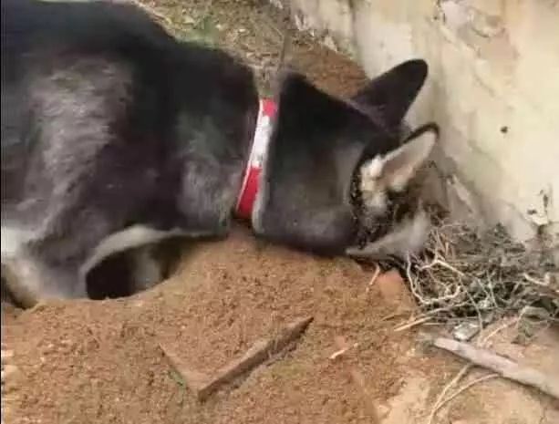 哈士奇挖牆腳,挖出了兩房一廳,這傻狗還跟主人炫耀