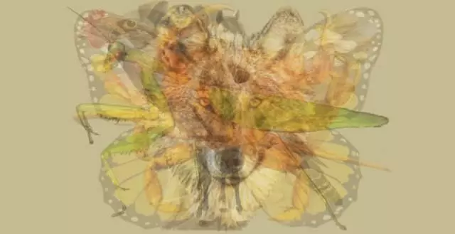 第一眼看到什麼動物,就是怎樣的人!太神奇了~