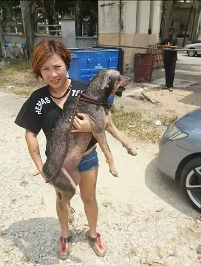 攀越籬笆入屋救貓狗 家庭主婦獲頒「英雄獎」