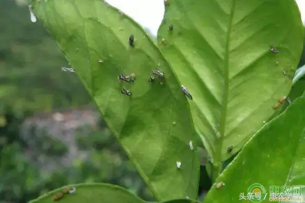 不用農藥防治害蟲的方法有嗎?這裡有10個(建議收藏)