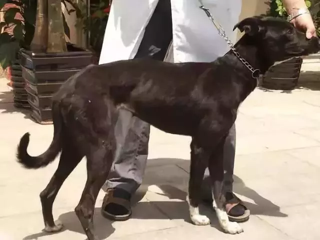 你知道專職「供血犬」嗎?